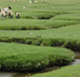 sheep in salt marshes
